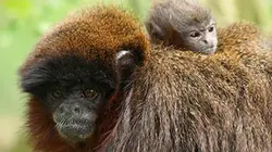Visuel de Les superpapas de la nature