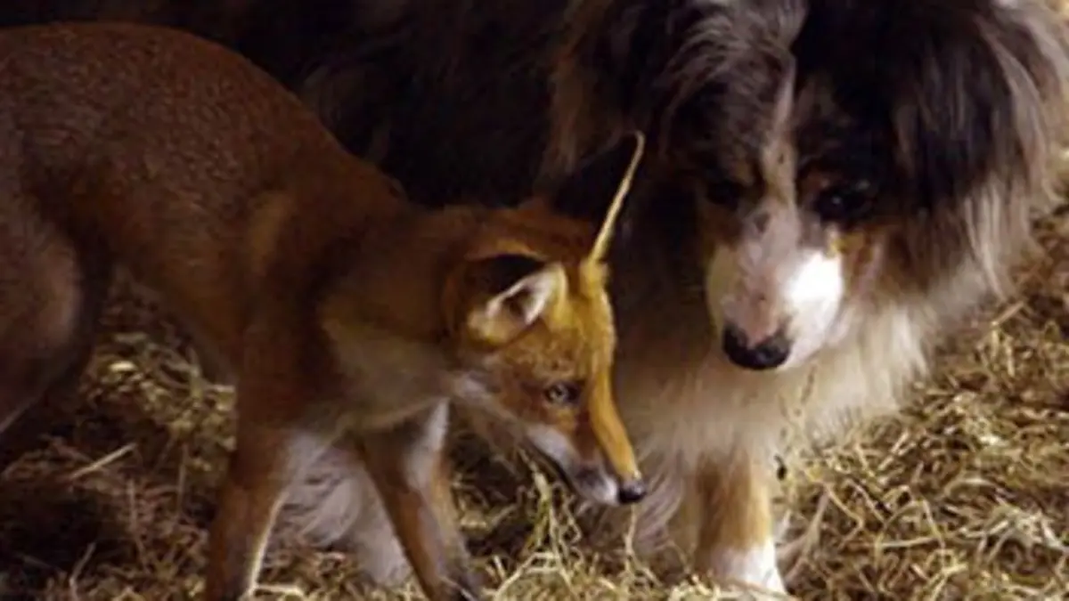 Grandeurs nature Une ferme sauvage : Jura