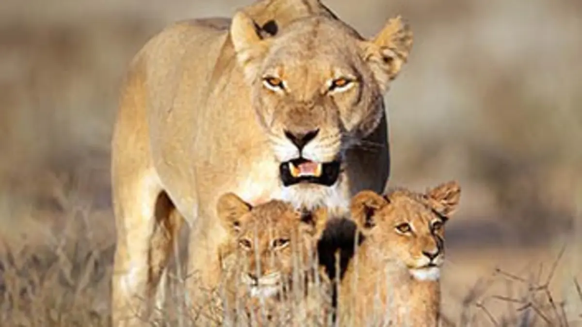 Grandeurs nature Les super parents de la nature : vivre en famille