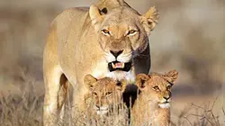 Visuel de Grandeurs nature
