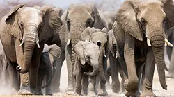 Visuel de Grandeurs nature