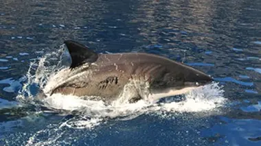 Méditerranée, le royaume perdu des requins