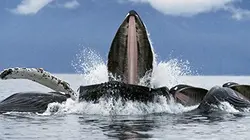 Visuel de Grandeurs nature