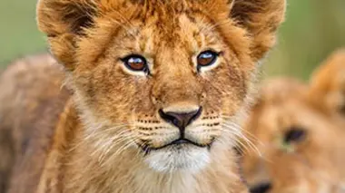 Premiers pas dans la vie sauvage : dans la savane