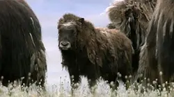 Visuel de Grandeurs nature