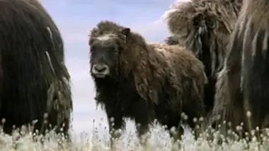 Premiers pas dans la vie sauvage : dans les montagnes