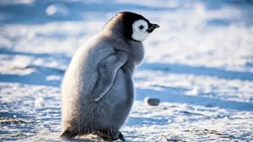 Grandeurs nature Petit manchot deviendra grand