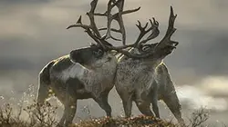 Visuel de Grandeurs nature