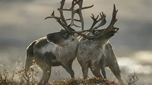 Grandeurs nature Scandinavie, l'appel du Nord