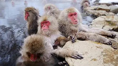 Grandeurs nature L'hiver sauvage