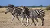 Zèbres : la grande migration