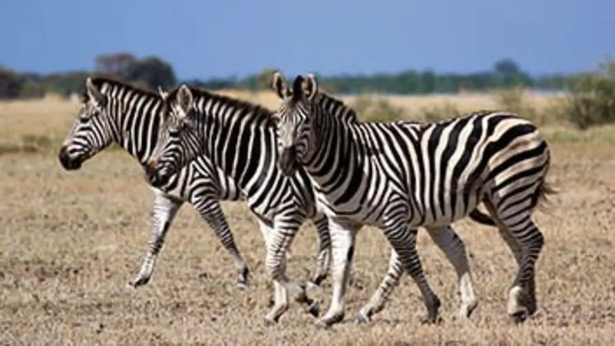 Grandeurs nature Zèbres : la grande migration