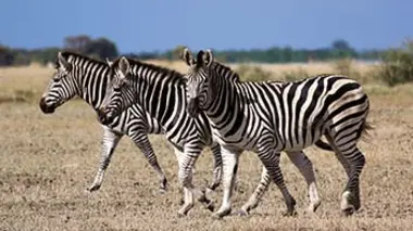Zèbres : la grande migration