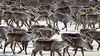 Caribous : migration en Arctique