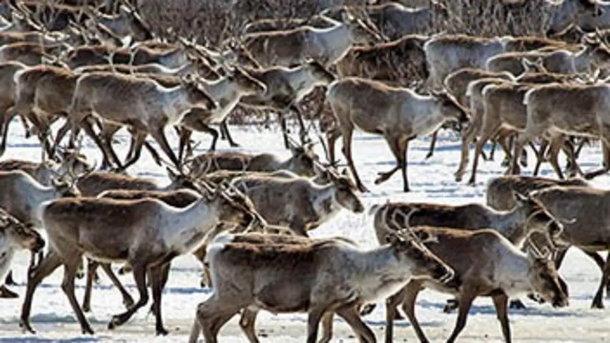 Grandeurs nature Caribous : migration en Arctique
