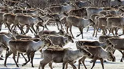 Visuel de Grandeurs nature