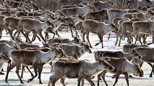Grandeurs nature Caribous : migration en Arctique