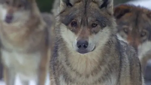 Grandeurs nature Là-haut sur la montagne