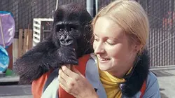 Visuel de La fascinante histoire de Koko le gorille qui parle