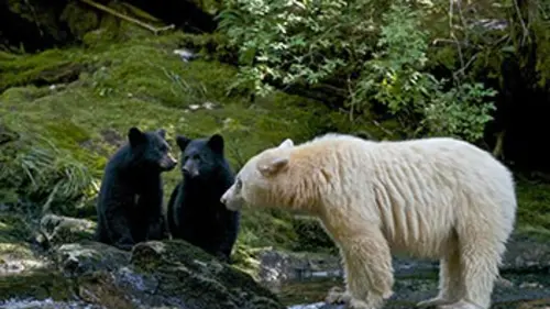 Ourse blanche, oursons noirs, la belle histoire Ourse blanche, oursons noirs : la belle histoire