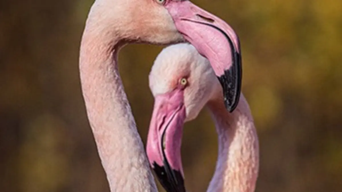 Grandeurs nature E01 Les animaux font leur show : Les parades amoureuses