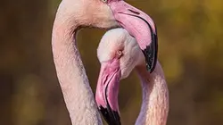 Visuel de Grandeurs nature