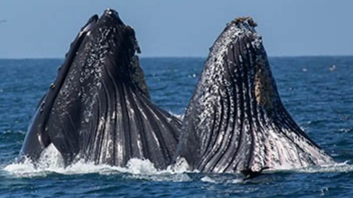 Grandeurs nature E02 Les animaux font leur show : La danse de la vie