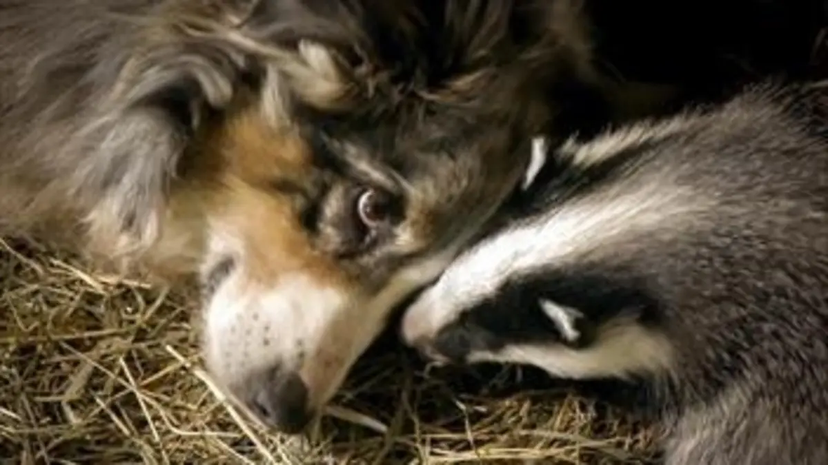 Grandeurs nature Pas si sauvage