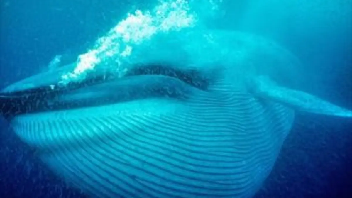 Grandeurs nature Les géants de la nature