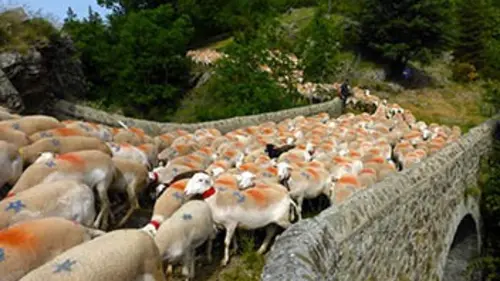 Grandeurs nature Transhumances