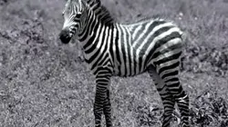 Visuel de Grandeurs nature