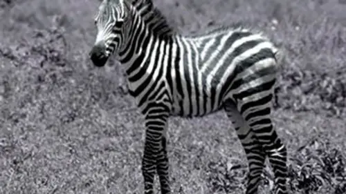 Grandeurs nature Punda, le zèbre