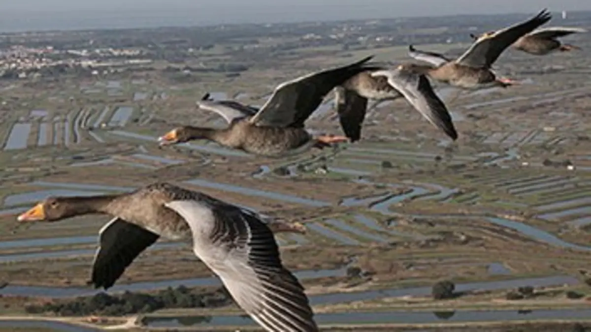 Grandeurs nature Les routes secrètes des oiseaux migrateurs