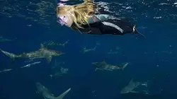 Visuel de La petite fille et les requins