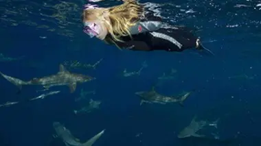 La petite fille et les requins