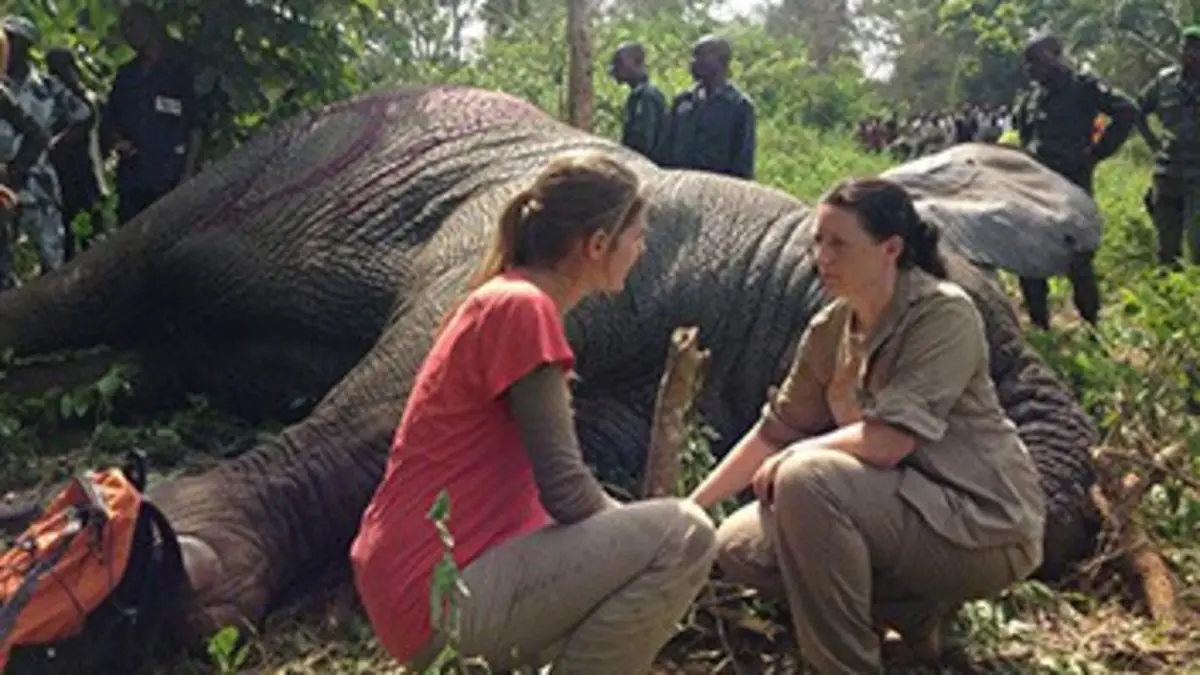 Grandeurs nature Eléphants, l'opération de la dernière chance