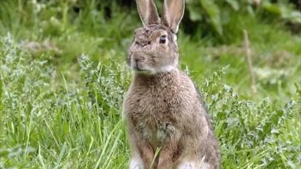 Grandeurs nature Les super-pouvoirs des lapins