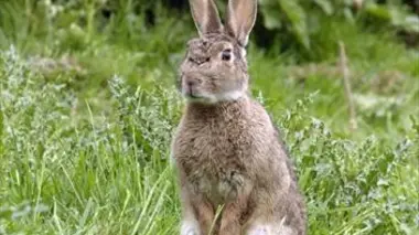 Les super-pouvoirs des lapins