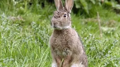 Grandeurs nature Les super-pouvoirs des lapins