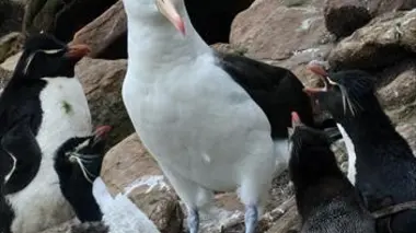 Albatros et gorfou, une fable australe