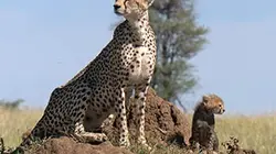 Visuel de Le souffle du guépard