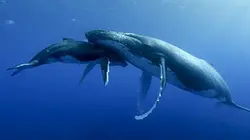 Visuel de Grandeurs nature