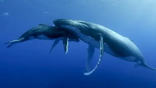 Grandeurs nature Les géants des mers
