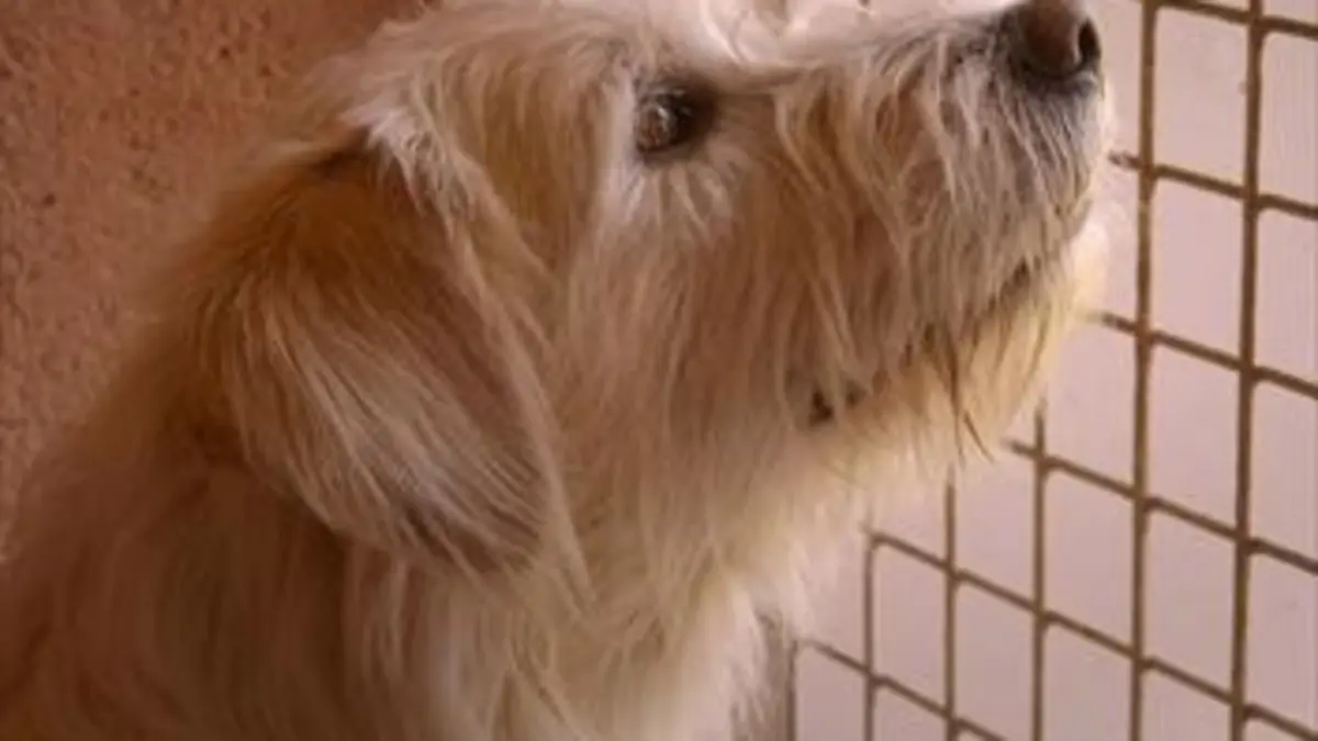 Une vie de chien Une vie de chien