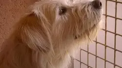 Visuel de Une vie de chien