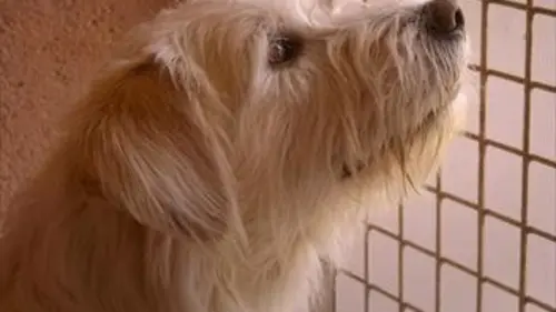 Une vie de chien Une vie de chien