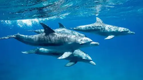 Grandeurs nature Danse avec les dauphins