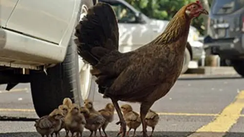 Grandeurs nature La planète des poules