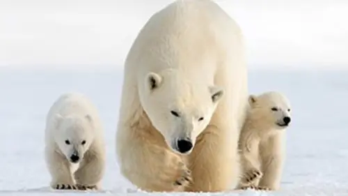 Grandeurs nature Ours polaire, opération de survie