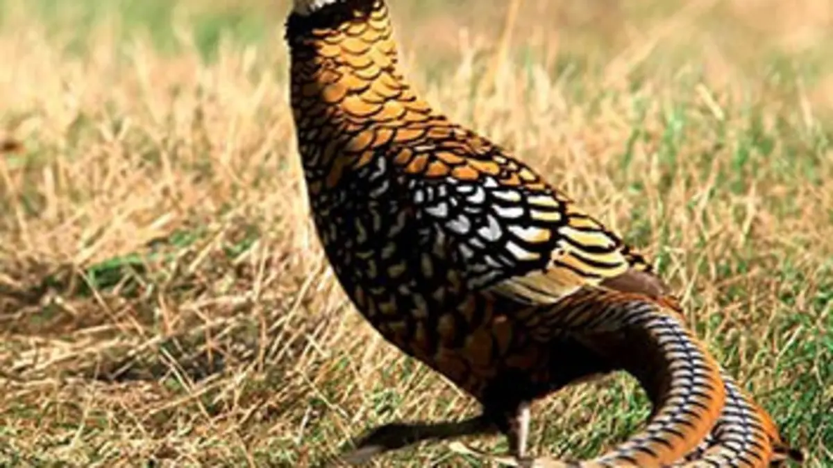 Grandeurs nature Bocage sauvage